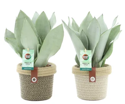 Zdjęcie produktu dla Dwie rośliny Sansevieria trifasciata "Moonshine", wysokość 35 cm, w doniczce ozdobnej