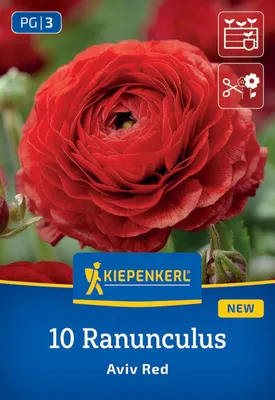 Artikelbild 2 von 'Ranunkeln Rot (10 Stück)' aus der Kategorie Hahnenfußrhizome