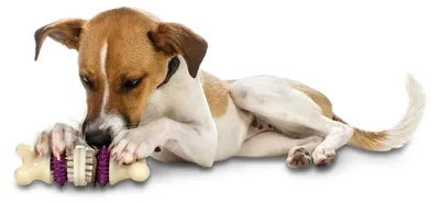 Produktbild von PetSafe Busy Buddy Bristle Bone – Kauspielzeug für Hunde, Nylonkonstruktion, klein