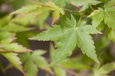 Produktbild von Acer palmatum 'Sangokaku', Japanischer Ahorn, korallenrot, 40–60 cm