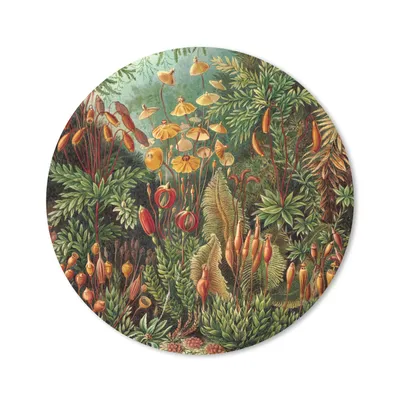 Produktbild von MuchoWow® Mauspad Mousepad Muscinae - Ernst Haeckel - Alte Meister 20x20 cm - Mousepads - Maus Mat - Pad - Mausunterlage - Schreibtischmatte