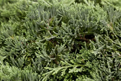 Produktbild von Juniperus horizontalis 'Icee Blue', Kriech-Wacholder, blau, 20–25 cm