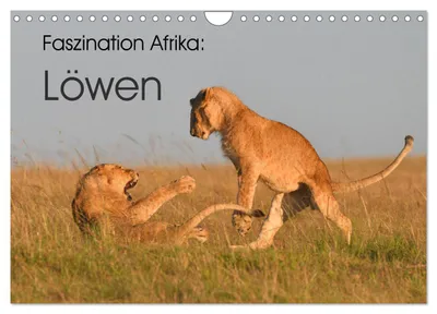 Produktbild von Faszination Afrika: Löwen (Wandkalender 2027 DIN A4 quer), CALVENDO Monatskalender