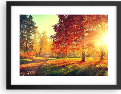Produktbild von Gerahmtes Poster - Schwarzer Rahmen - Park Herbst Baum - 40x30 cm - Wand Bild - Wanddeko - Wandbilder - Kunstposter - Wandposter - Bilderrahmen - Bilder - Kunstdruck - Wandbild - P2BAA40x30-3654