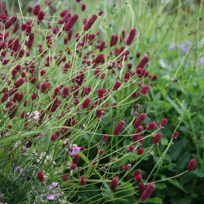 Obrázek produktu pro 6 x Pimpinelle - Sanguisorba minor | Květináč 9cm x 9cm