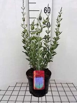 Produktbild von Perovskia atripl. 'Little Spire' - Blauraute 30- 40 cm - Container