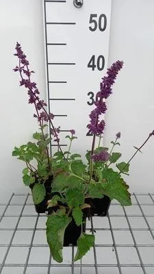 Image de 6 x Salvia vert. 'Purple Rain' - mousse étoilée - pot 9 x 9 cm