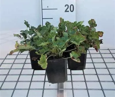 Zdjęcie produktu dla 6 x Heuchera sang. 'Firefly' - Heuchera purpurowa - doniczka 9 x 9 cm