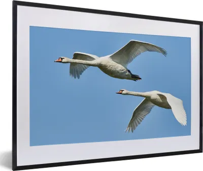 Produktbild von MuchoWow® Gerahmtes Poster Schwan - Vogel - Himmel - Blau 60x40 cm - Poster mit Schwarzem Bilderrahmen Wandposter Rahmen Foto Bilder - Schlafzimmer - Plakat in Rahmen - Drucken