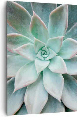 Produktbild von Bild auf Leinwand - Leinwandbild - Einteilig - Blau Blätter Agave - 70x100cm - Wand Bild - Wanddeko - Wandbilder - Leinwanddruck - Wanddekoration - Leinwand bilder - Wandbild - PA70x100-4628