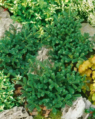 Produktbild von Abies koreana 'Oberon', Koreatanne, kompakt, 30–40 cm