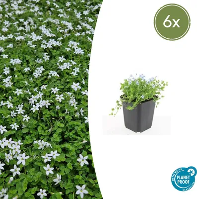 Produktbild von Isotoma fluviatilis 'Alba' | 6 Stücke - 10-25cm - Ø9cm - Gartenpflanze