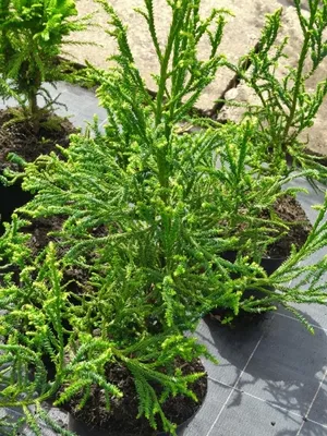 Produktbild von Cryptomeria japonica Rasen - Japanische Sicheltanne - 30-40