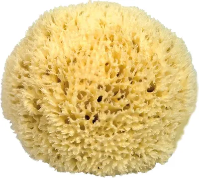 Produktbild von Naturschwamm P180 Premium, ca. 18cm