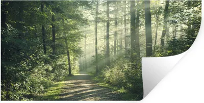 Produktbild von MuchoWow® Wandtattoo Wandsticker Wandaufkleber Wald - Weg - Sonne - Bäume - Grün - Natur 120x60 cm Selbstklebend und Repositionierbar - Sticker - Dekorfolie
