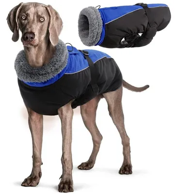 Image de Manteau imperméable pour chien, hiver, chaud, bleu, taille XXL