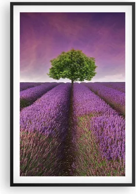 Produktbild von Gerahmtes Poster - Schwarzer Rahmen - Wiese lavenda Sommer Landschaft - 61x91,5 cm - Wand Bild - Wanddeko - Wandbilder - Wandposter - Bilderrahmen - Bilder - Kunstdruck - Wandbild - P2BPA61x91-2605