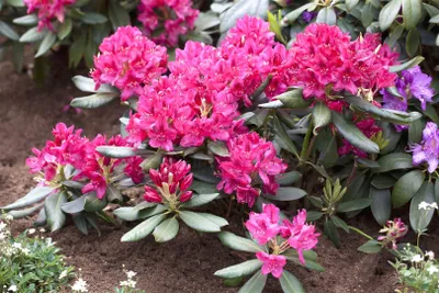Produktbild von Rhododendron impeditum 'Azurika', blauviolett, 20–25 cm