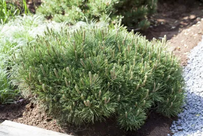 A dwarf pine tree with new growth in a garden setting.