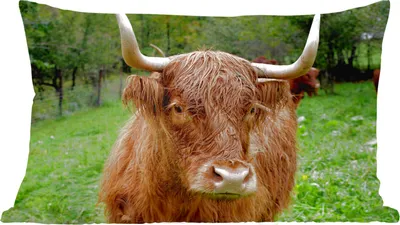 Produktbild von MuchoWow® Zierkissen Sofakissen Wohnzimmer Dekokissen 50x30 cm Schottische Hochlandrind - Tiere - Gras - Wohnzimmerdekoration - Polster mit Photo