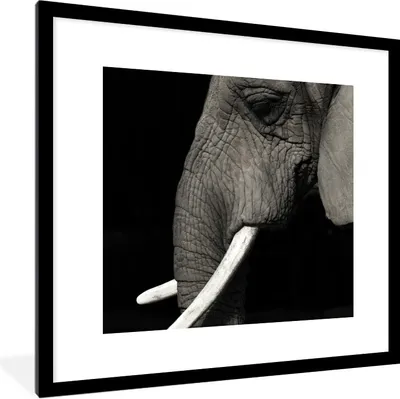 Produktbild von MuchoWow® Gerahmtes Poster Elefant - Tier - Stoßzahn 40x40 cm - Poster mit Schwarzem Bilderrahmen Wandposter Rahmen Foto Bilder - Poster - Plakat im Rahmen