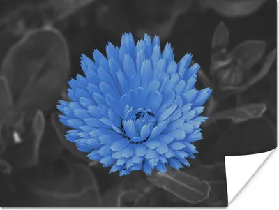 Produktbild von MuchoWow® Poster Blumen - Schwarz - Weiß - Blau 80x60 cm - Kunst für zu Hause