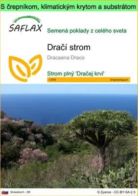 Obrázok produktu pre SAFLAX Garden to go - dračí strom - Dracaena Draco - 5 Semená - S črepníkom, klimatickým vekom a pestovateľským substrátom