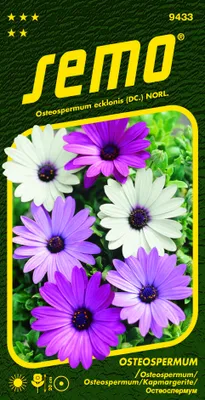 Obrázok produktu pre OSTEOSPERMUM mix BALADE