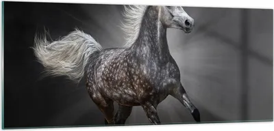 Produktbild von Bilder auf glas - Pferd Tier Natur - 100x40cm - Glasbilder - Wandbilder - Kunstdruck - zum Aufhängen bereit - Wanddekoration aus Glas - Glas Bilder - Wandbild auf Glas - Einteilig - GAB100x40-3593