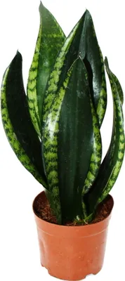 Zdjęcie produktu dla Sansevieria trifasciata "Silver Flame" - konopie siewne o nietypowym zabarwieniu lisci - doniczka 12 cm