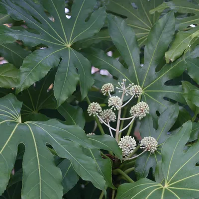 Obrázok produktu pre Zimmeraralie – Fatsia japonica  | 40–60 cm v kvetináči