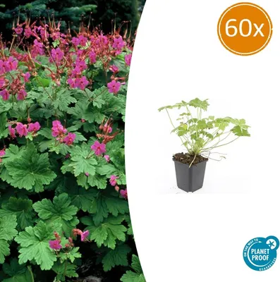 Produktbild von Bodendecker - Balkan-Storchschnabel - Geranium macrorrhizum 'Czakor' - 9cm Topf - Set mit 60 Pflanzen