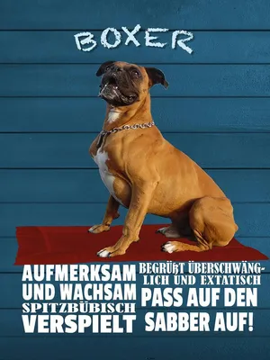 Produktbild von vianmo Holzschild 40x30 cm Boxer Hund aufmerksam wachsam