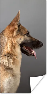 Produktbild von MuchoWow® Poster Seitenansicht eines Deutschen Schäferhundes 60x120 cm - Wandschmuck