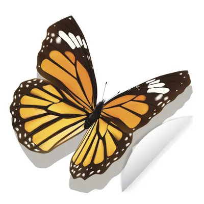 Produktbild von MuchoWow® Runde Wandtattoo - Wandsticker Tapete Aufkleber Eine Illustration eines Tigerfalters Ø 100 cm Selbstklebend und Repositionierbar - Wandaufkleber - Kreis - Tapetenkreis - Wandbild rund - Schlafzimmerdekoration - Wanddeko - runde Tapete - Kunst für zu Hause