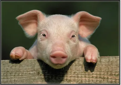Produktbild von Wallario Wandbild Süßes Ferkel auf dem Bauernhof in Nahaufnahme, Größe: 70,30 x 100,30 cm, Poster mit schwarzem Aluminiumrahmen