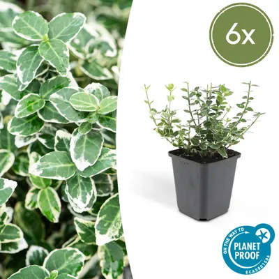 Zdjęcie produktu dla Roslina okrywowa - wrzecionowate rozlogi - Euonymus fortunei 'Emerald Gaiety' - doniczka 9 cm - zestaw 6 roslin