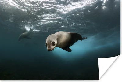 Produktbild von MuchoWow® Poster Junge Robbe im Atlantischen Ozean 60x40 cm - Schlafzimmerdekoration