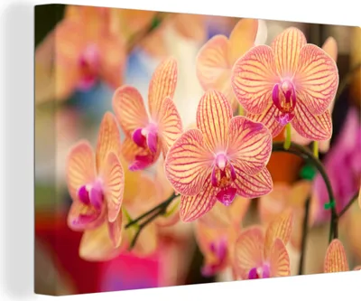 Zdjęcie produktu dla OneMillionCanvasses® - Obrazy na płótnie - 140x90 cm, Roślina - Orchidea - Kwiaty - Różowy - Flora, Dekoracja ścienna - Zdjęcie na płótnie - Obraz na drewnianej ramie