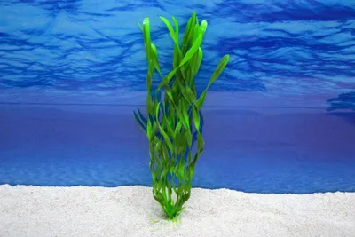 Produktbild von Amtra Valisneria XL 35 cm – Künstliche Aquarium-Deko