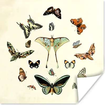 Produktbild von MuchoWow® Poster Schmetterling - Tiere - Vintage 50x50 cm - Wohnzimmerdekoration