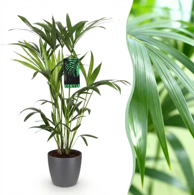 Produktbild von Howea Forsteriana - Kentia Palme - Pflegeleicht - Grün - mit Potter Grau - 80-85cm - Ø19cm - Zimmerpflanze - Komplettes Set - Pflanze mit Topf