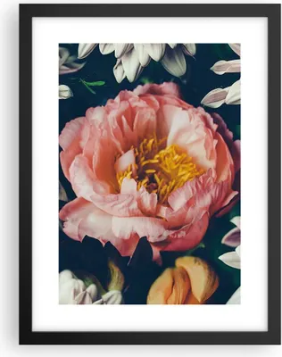 Produktbild von Gerahmtes Poster - Schwarzer Rahmen - Blumen Pfingstrose Holzig - 30x40 cm - Wand Bild - Wanddeko - Wandbilder - Kunstposter - Wandposter - Bilderrahmen - Bilder - Kunstdruck - P2BPA30x40-4661