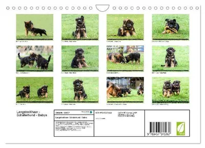 Produktbild von Langstockhaar - Schäferhund - Babys (Wandkalender 2026 DIN A4 quer), CALVENDO Monatskalender