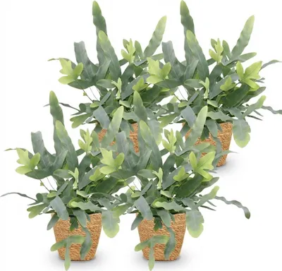 Produktbild von Phlebodium aureum Blue Star 4er Set Zimmerpflanzen inkl. Naturkorb 25cm Wohnung