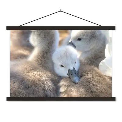 Produktbild von MuchoWow® Textilposter Schwäne - Licht - Küken 90x60 cm mit schwarzem Rahmen - Aufhängungssatz