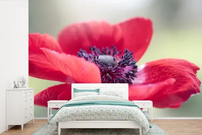 Produktbild von MuchoWow® Fototapete für Wohnzimmer oder Schlafzimmer Wandtapete Vinyl Motivtapete Rote Anemone - 390x260 cm - Papiertapete