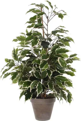 Obrázek produktu pro Mica Decorations Umělá rostlina Ficus - zelená/bílá - 65 cm - interiér