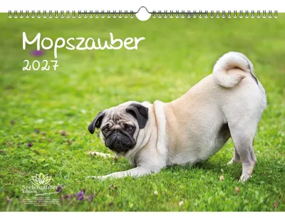 Produktbild von Mopszauber DIN A3 Kalender für 2027 Mops Hunde und Welpen - Seelenzauber