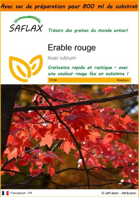 Image de SAFLAX Garden in the bag - Erable rouge - 20 graines - Acer